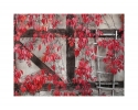 Hauswand mit rotem Wein