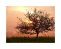Sonnenbaum