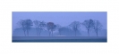B�ume im Morgennebel