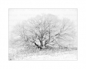 Einzelner Baum