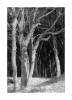 Wald Weststrand