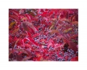 Roter Dachwein