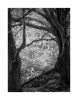 M�rchenwald I