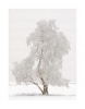 Winterbirke