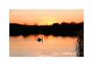 Abendschwan