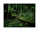 Wald bei Thale