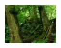 Laubwald an der Lauenburg