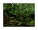 Urwald Harz II