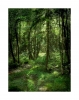 Bruchwald bei Friedrichsbrunn
